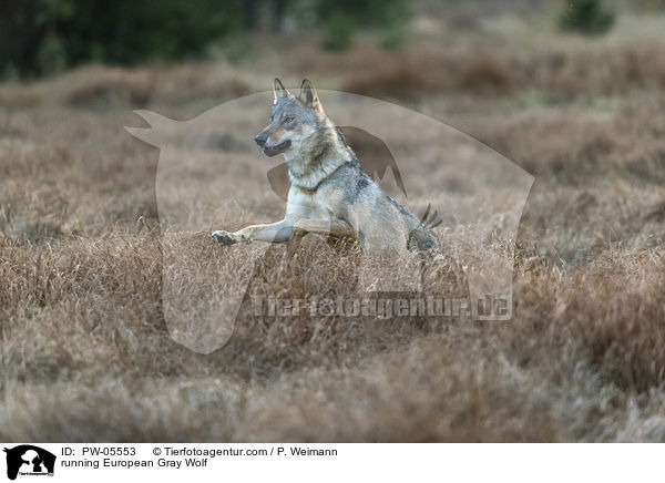 rennender Europischer Grauwolf / running European Gray Wolf / PW-05553