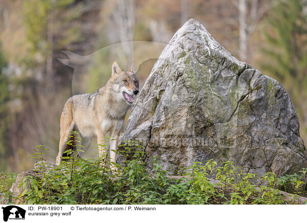 Europischer Grauwolf / eurasian grey wolf / PW-18901