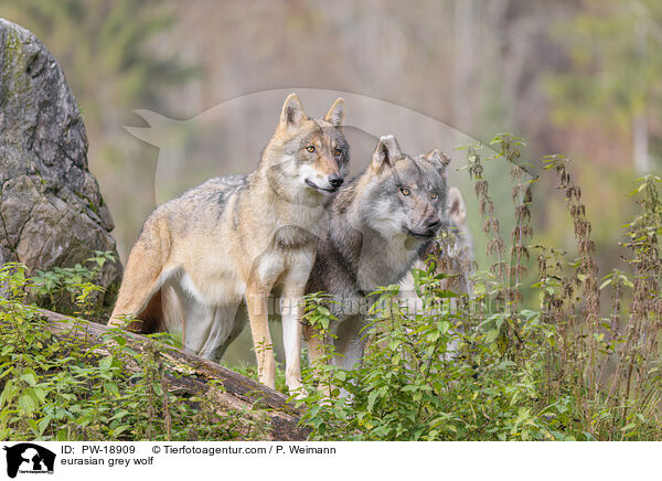 Europischer Grauwolf / eurasian grey wolf / PW-18909