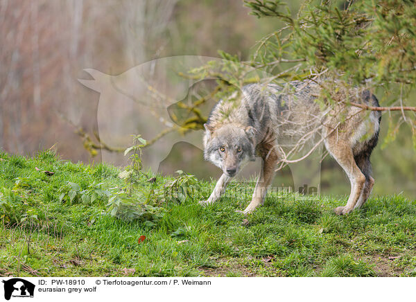 Europischer Grauwolf / eurasian grey wolf / PW-18910