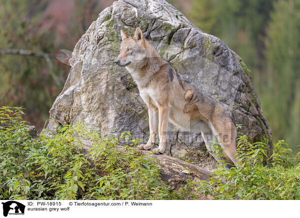 Europischer Grauwolf / eurasian grey wolf / PW-18915