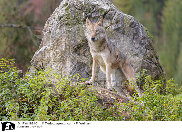 Europischer Grauwolf / eurasian grey wolf / PW-18916