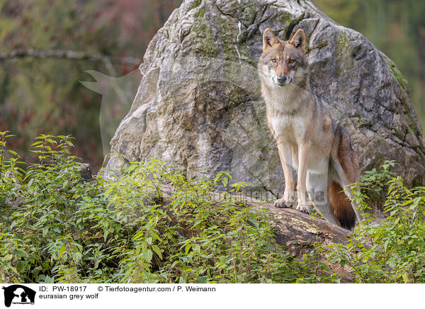 Europischer Grauwolf / eurasian grey wolf / PW-18917