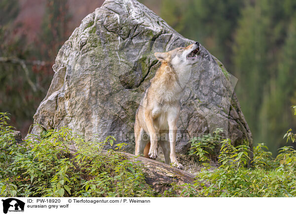 Europischer Grauwolf / eurasian grey wolf / PW-18920