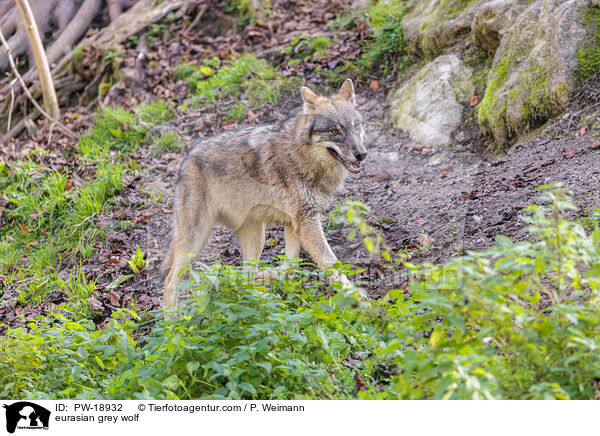 Europischer Grauwolf / eurasian grey wolf / PW-18932