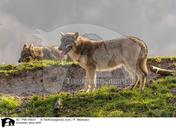 Europischer Grauwolf / eurasian grey wolf / PW-18937