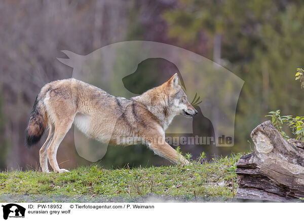 Europischer Grauwolf / eurasian grey wolf / PW-18952