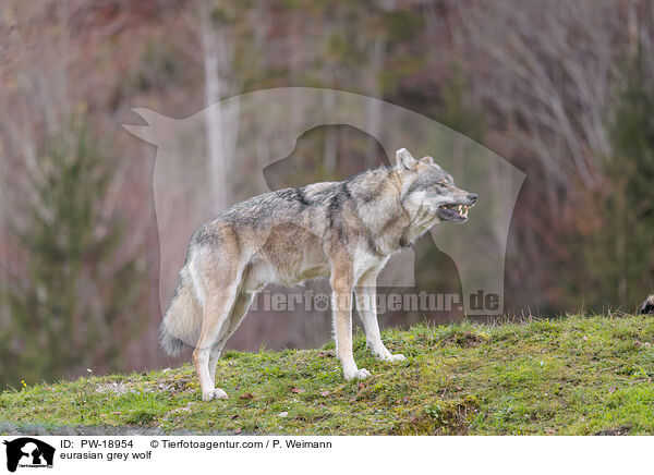 Europischer Grauwolf / eurasian grey wolf / PW-18954