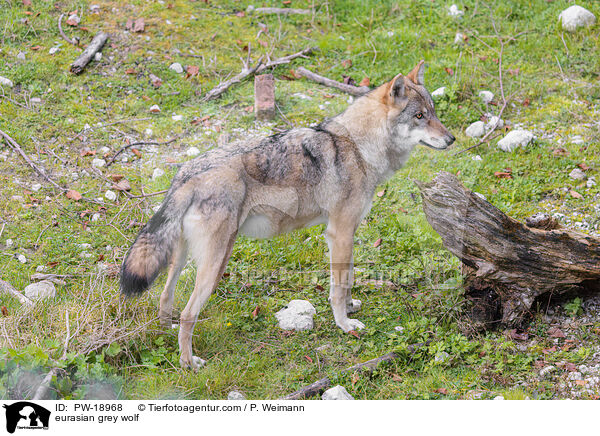 Europischer Grauwolf / eurasian grey wolf / PW-18968