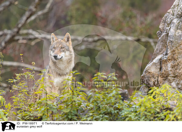 Europischer Grauwolf / eurasian grey wolf / PW-18971