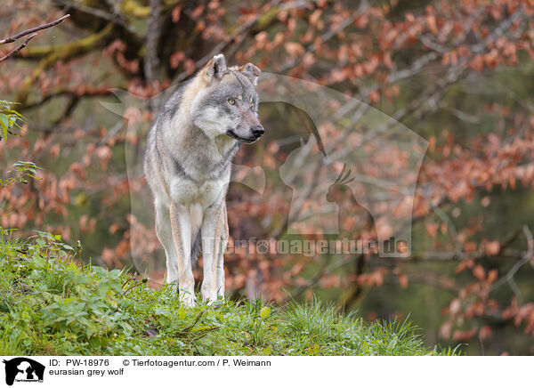 Europischer Grauwolf / eurasian grey wolf / PW-18976