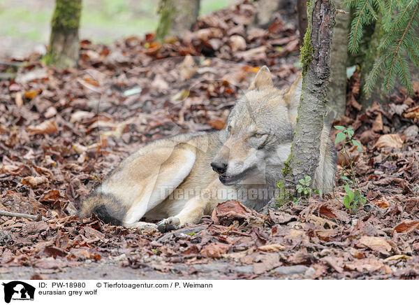 Europischer Grauwolf / eurasian grey wolf / PW-18980