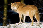 standing European wolf