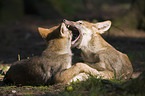 playing European wolf cubs