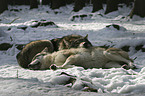sleeping European wolfs