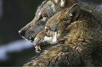 European wolfs