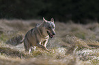 running European Gray Wolf