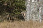 portrait European Gray Wolf