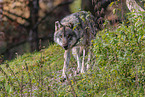 eurasian grey wolf