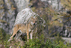 eurasian grey wolf