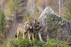 eurasian grey wolf