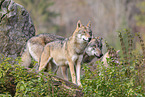 eurasian grey wolf