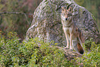 eurasian grey wolf