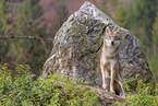 eurasian grey wolf