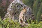 eurasian grey wolf