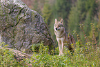 eurasian grey wolf