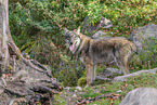 eurasian grey wolf