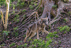 eurasian grey wolf