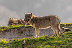 eurasian grey wolf