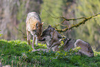 eurasian grey wolf