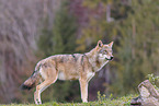 eurasian grey wolf