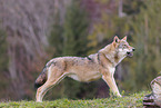 eurasian grey wolf