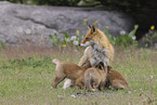 Ezo red foxes