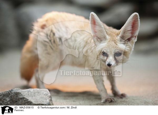 Fennec / MAZ-05815