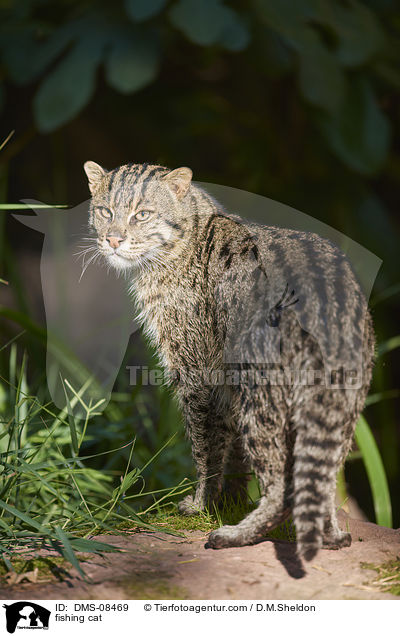 Fischkatze / fishing cat / DMS-08469