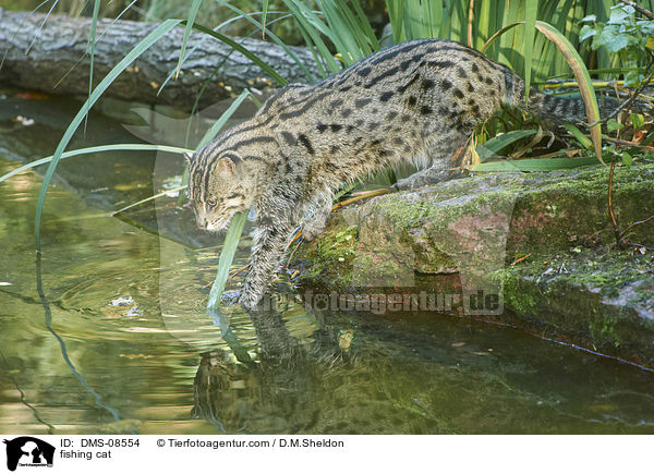 Fischkatze / fishing cat / DMS-08554