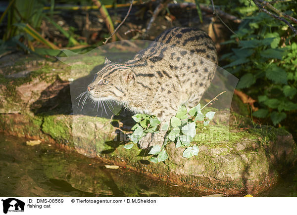 fishing cat / DMS-08569