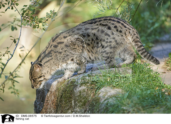 Fischkatze / fishing cat / DMS-08575