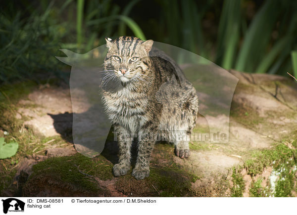 Fischkatze / fishing cat / DMS-08581