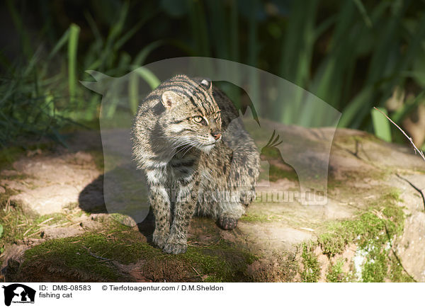 Fischkatze / fishing cat / DMS-08583