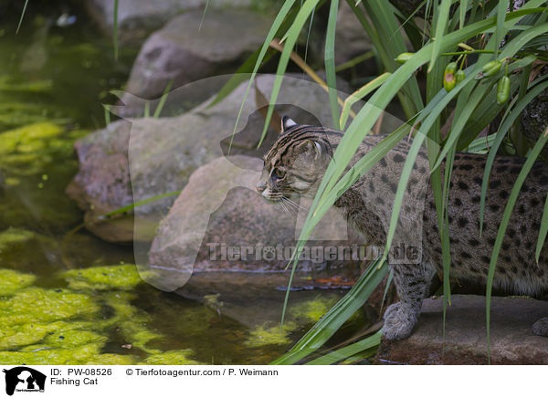 Fischkatze / Fishing Cat / PW-08526