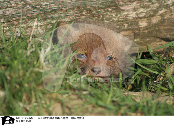 red fox cub / IF-02329