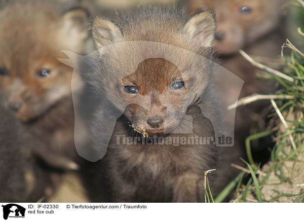 Rotfuchs Junges / red fox cub / IF-02330