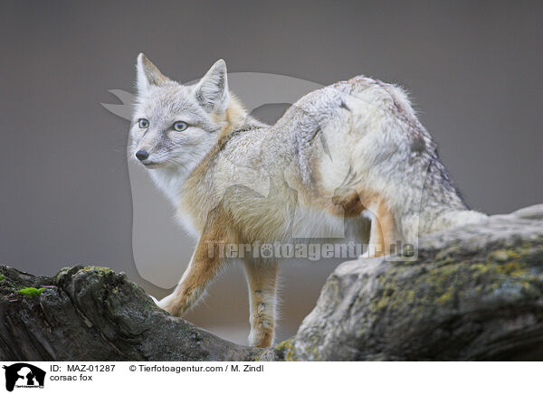 Steppenfuchs / corsac fox / MAZ-01287