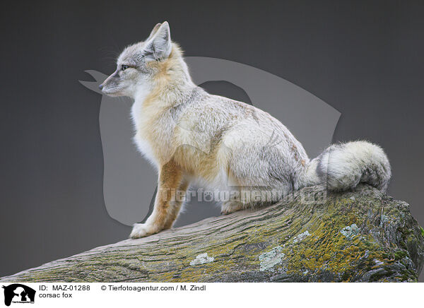 corsac fox / MAZ-01288