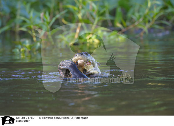 Riesenotter / giant otter / JR-01769